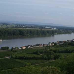 Bild9a_Blick über die Weinberge zum Rhein